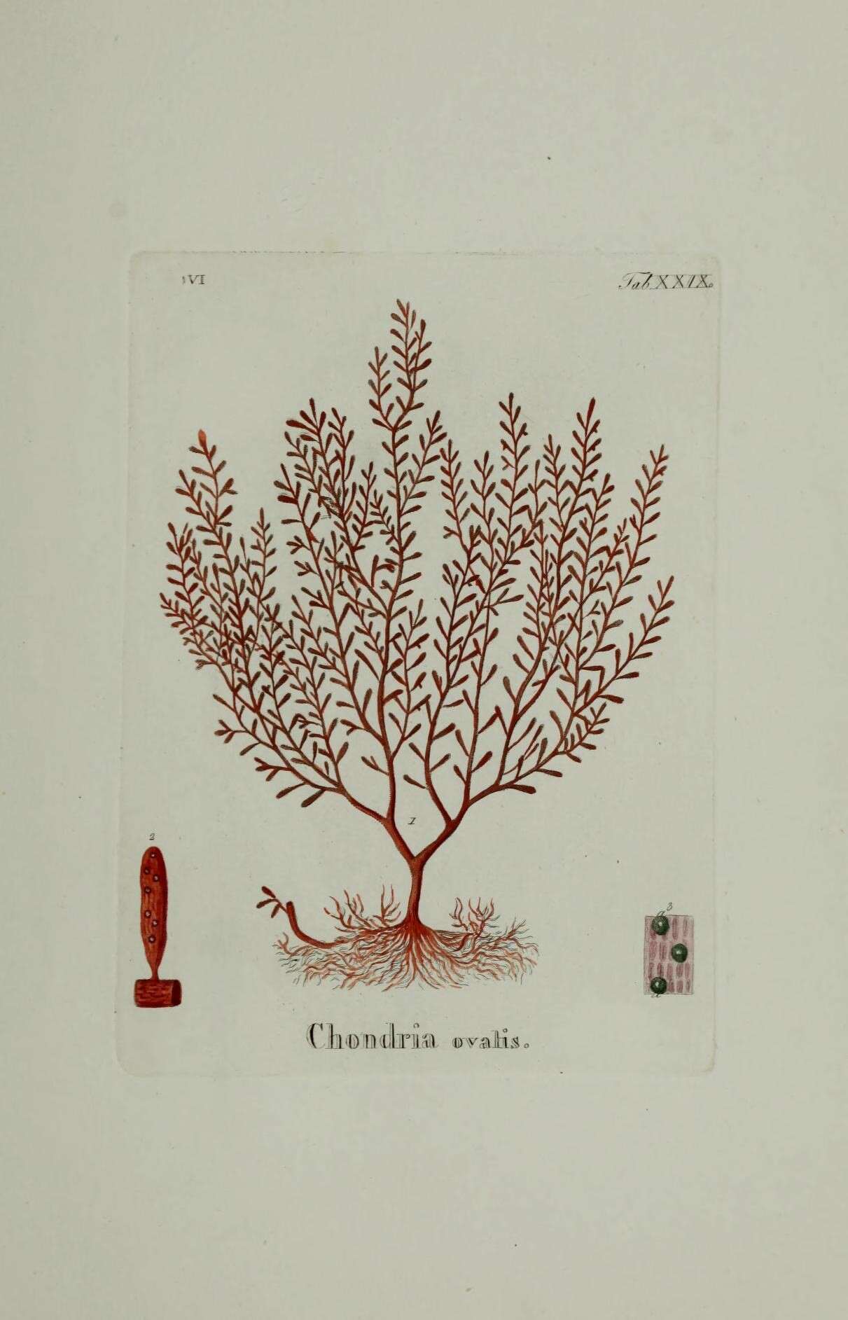 Image of Gastroclonium ovatum