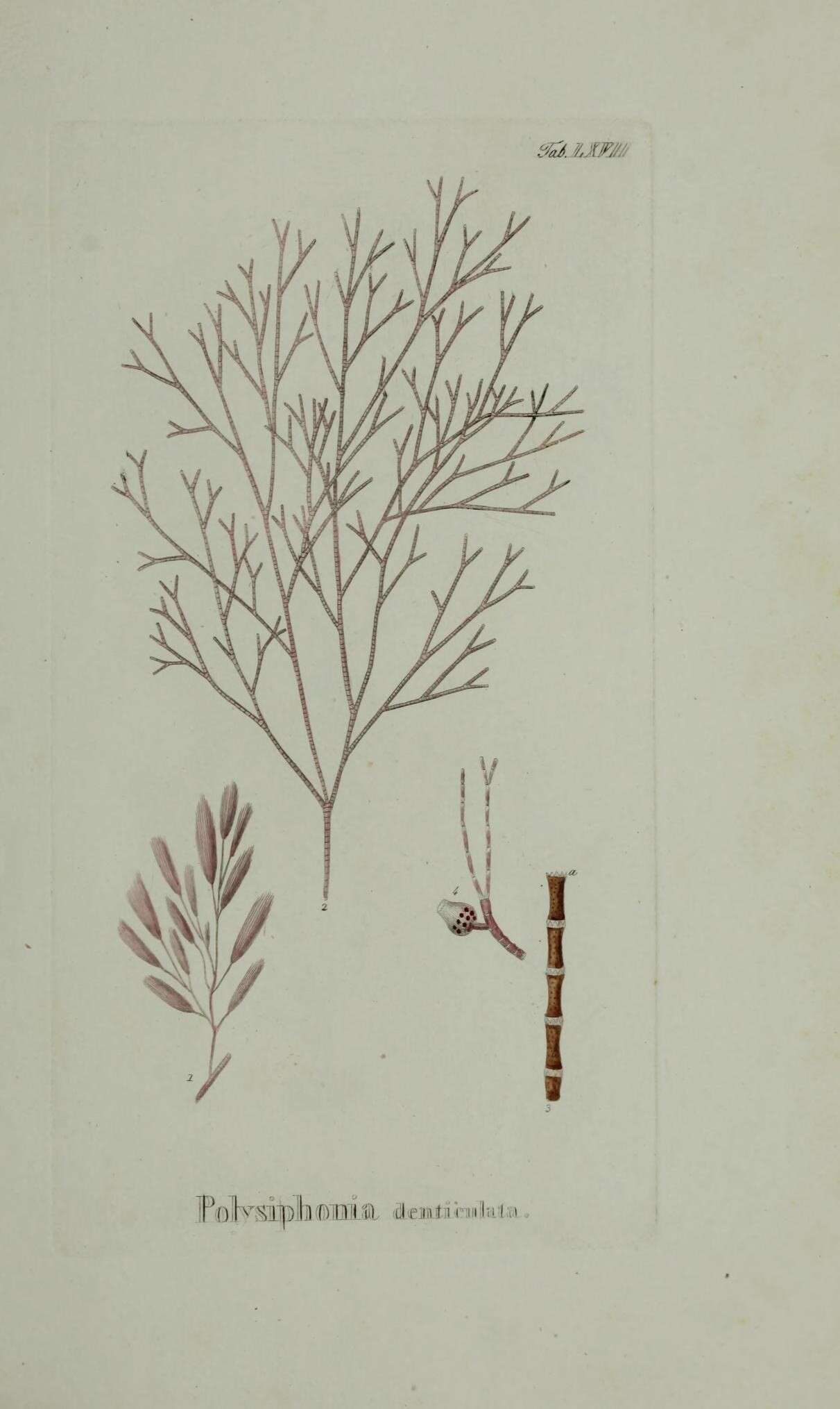 Image of Polysiphonia denticulata Delle Chiaje