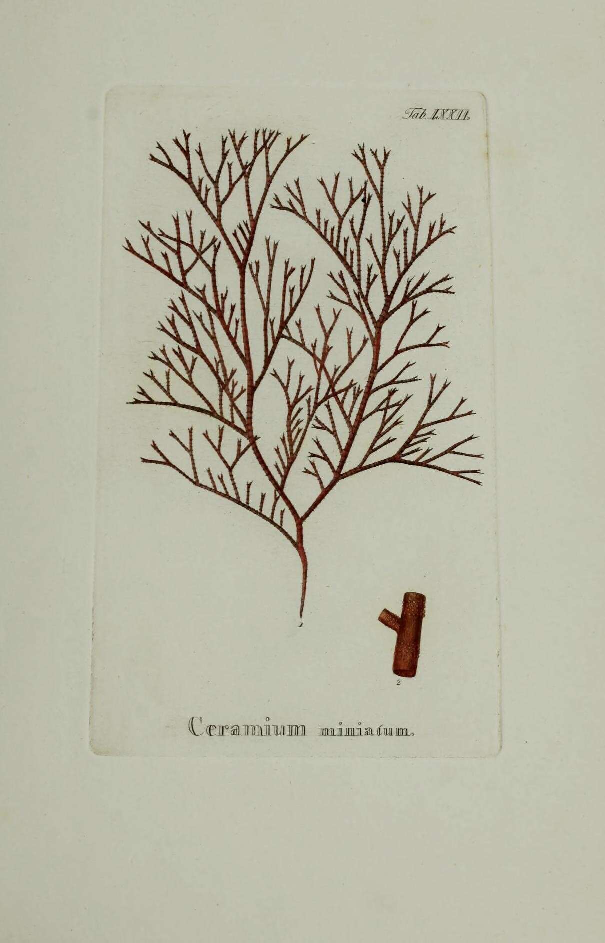 Image of Pleonosporium borreri