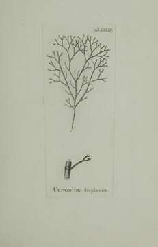 Image of Ceramium diaphanum