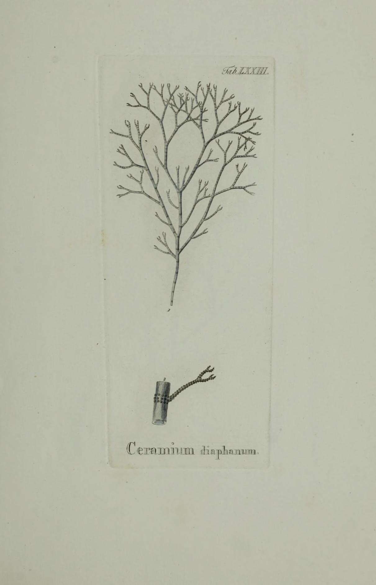 Sivun Ceramium diaphanum kuva