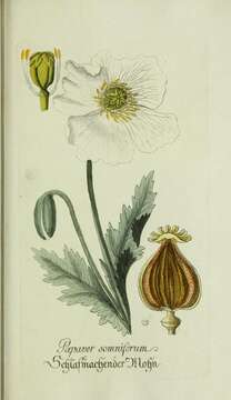 Image of opium poppy