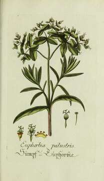 Image of Marsh Spurge