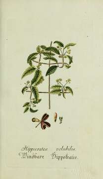 Imagem de Hippocratea volubilis L.