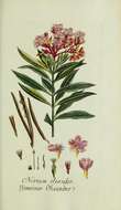 Image of Oleander