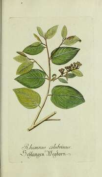 Image de Colubrina arborescens (P. Mill.) Sarg.