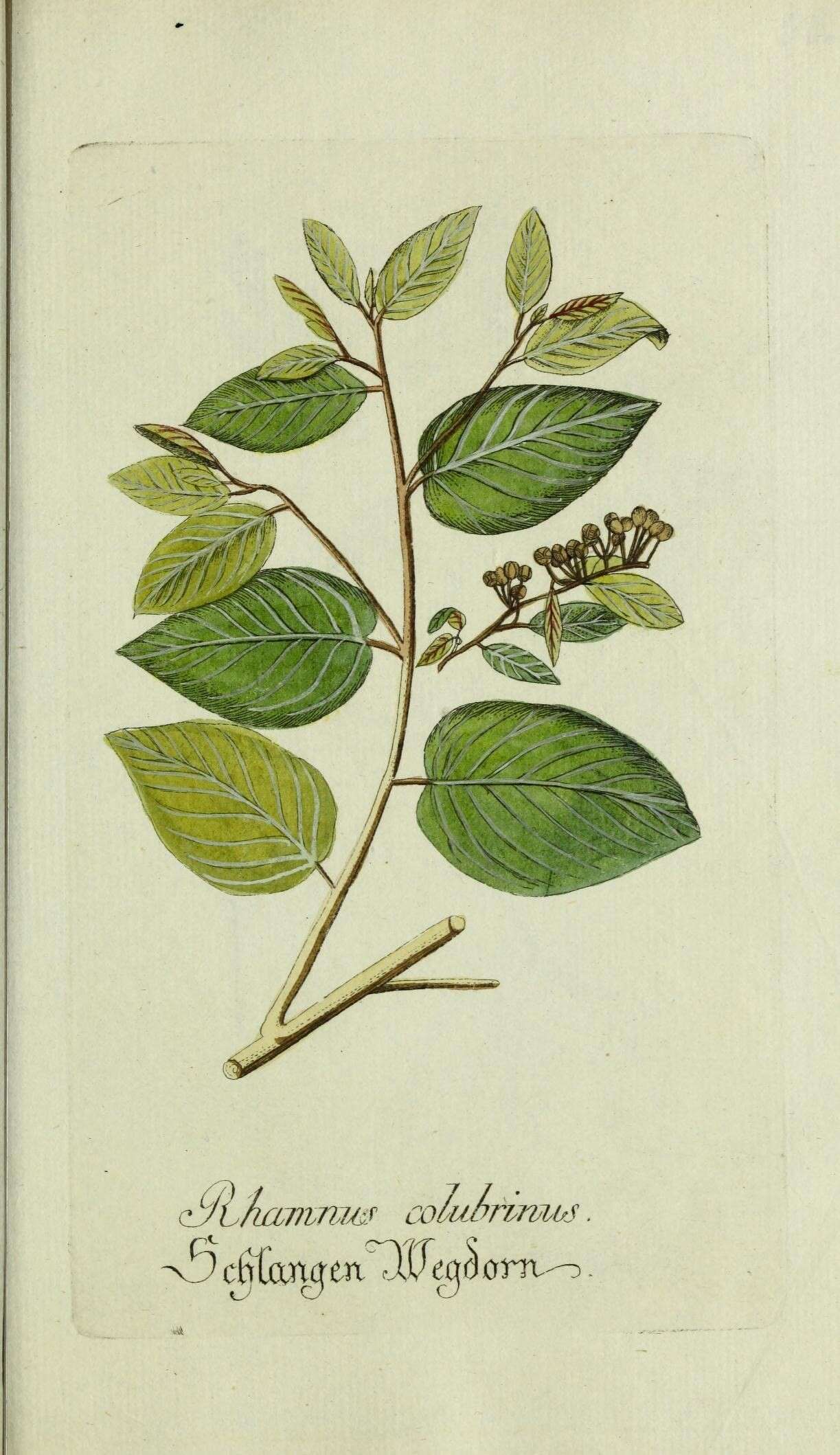 Image de Colubrina arborescens (P. Mill.) Sarg.