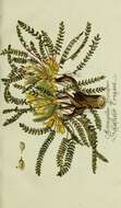 Image of Astragalus exscapus L.