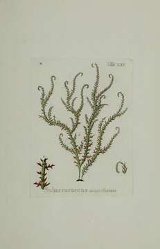 Image of Red algae