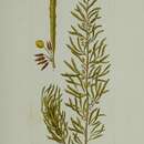 Image of Sargassum salicifolium Naccari 1828