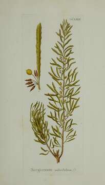 صورة Sargassum salicifolium Naccari 1828