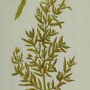 Image of Sargassum acinarium