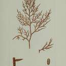 Image of Gracilaria corniculata (C. Agardh) J. Agardh 1852