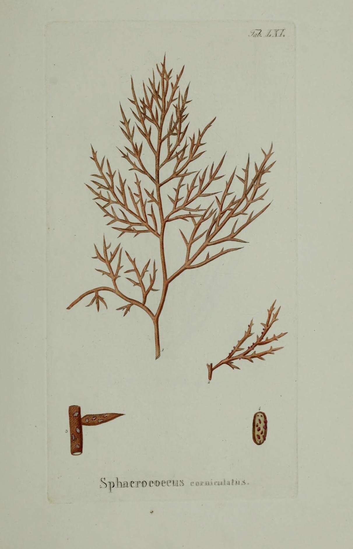 Image of Gracilaria corniculata (C. Agardh) J. Agardh 1852