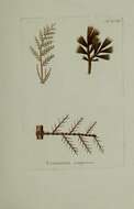 Image of Stypocaulaceae