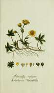 Image of creeping cinquefoil