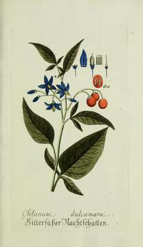 Image of bittersweet, woody nightshade