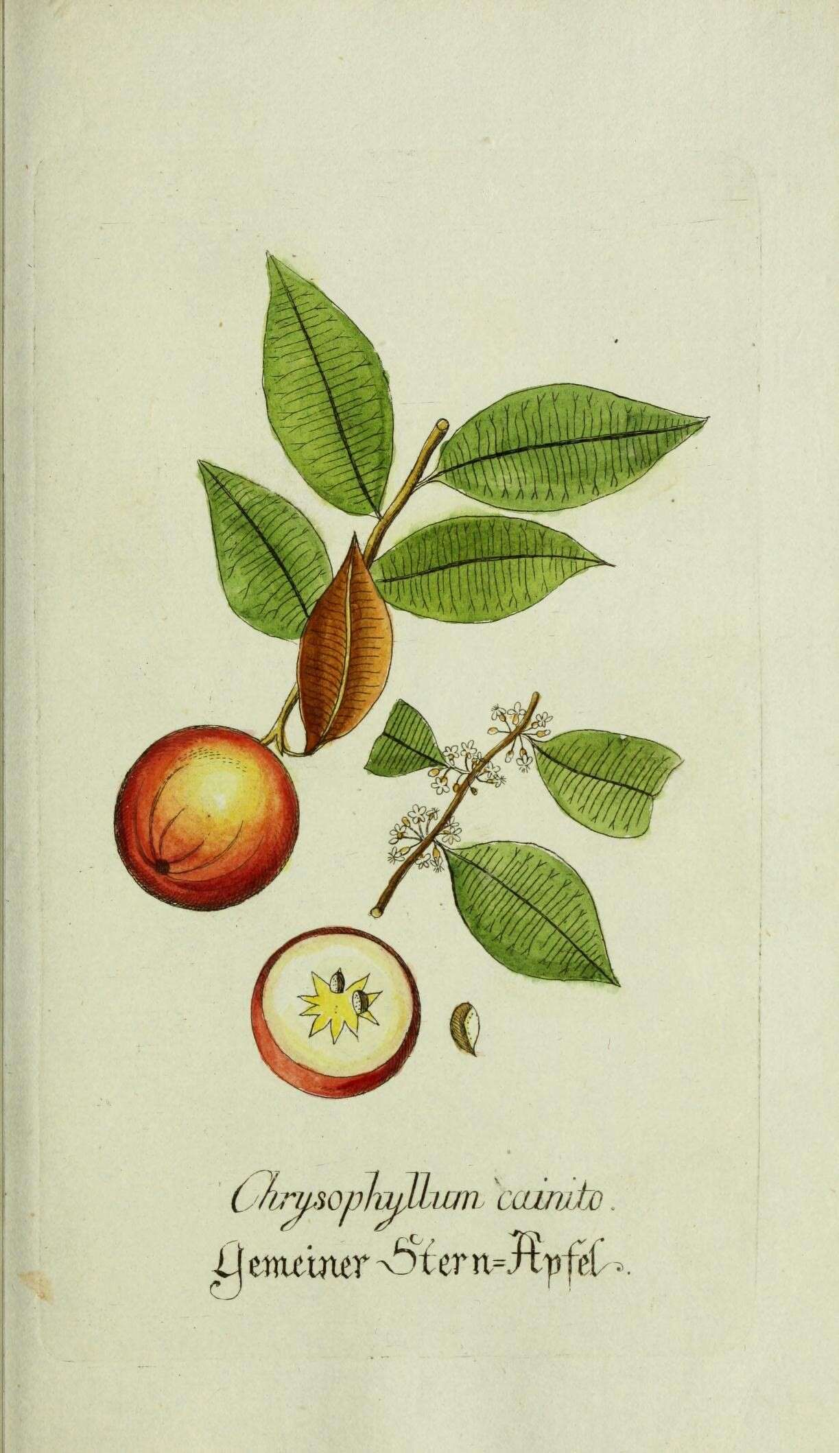 Image of star apple
