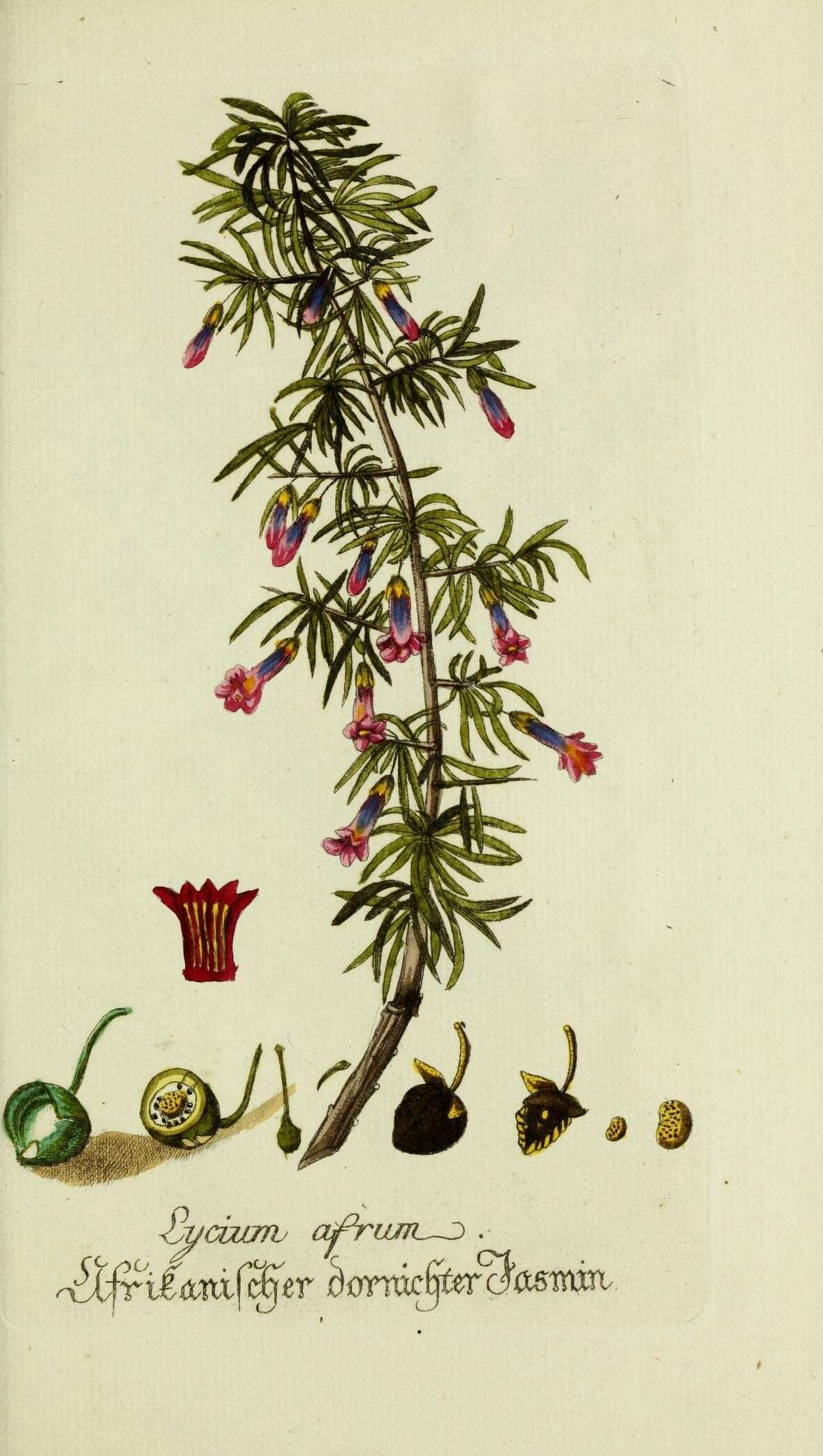 Image of Honey thorn