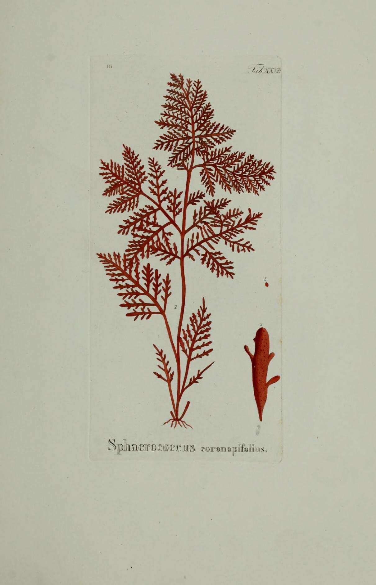 Image of Sphaerococcus Stackhouse 1797