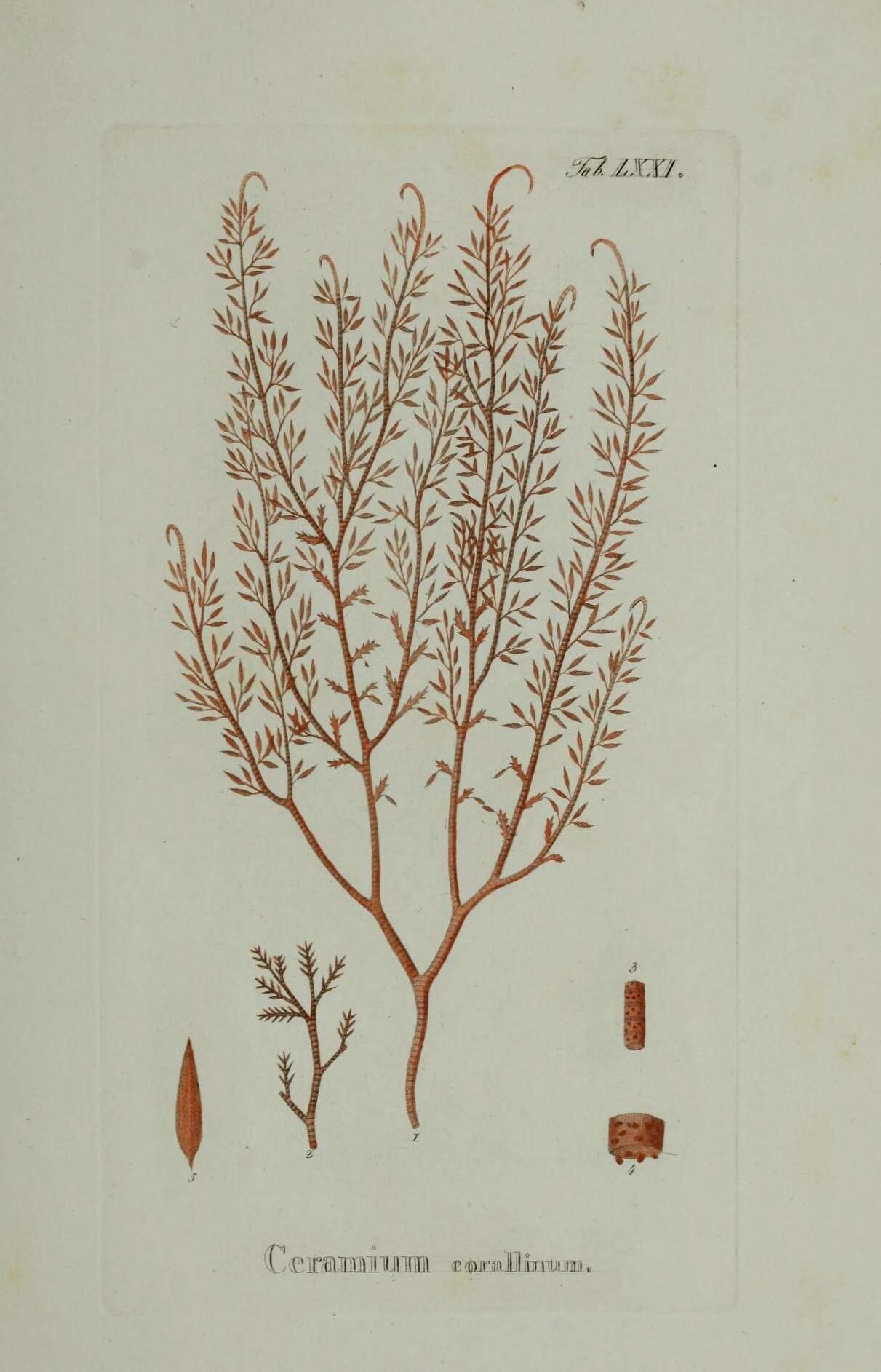 Sivun Ceramium corallinum (J. Murray) Bory kuva