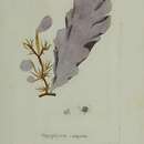 Sivun Porphyra purpurea kuva