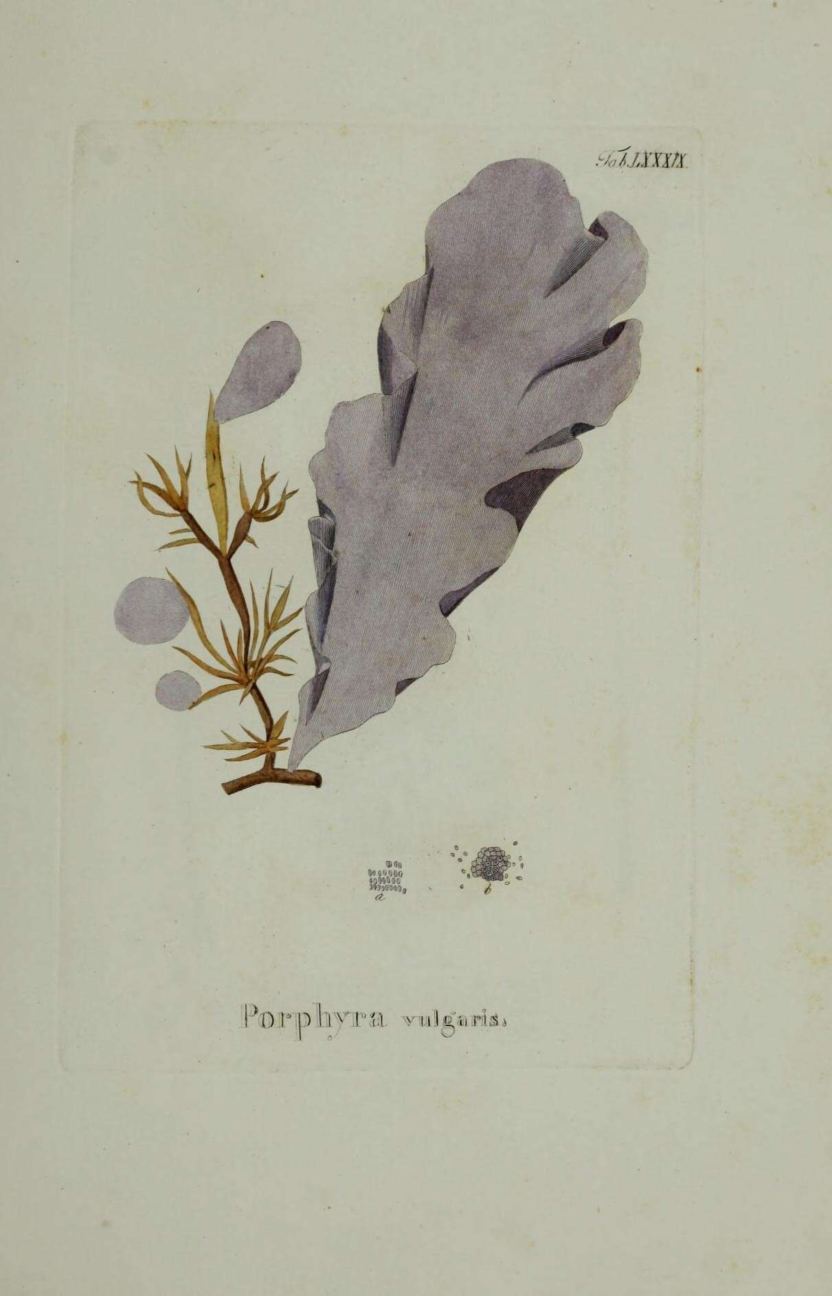 Image of Porphyra purpurea