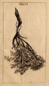 Image de Hericium flagellum (Scop.) Pers. 1797