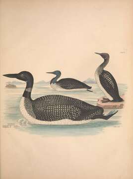 Image of loons