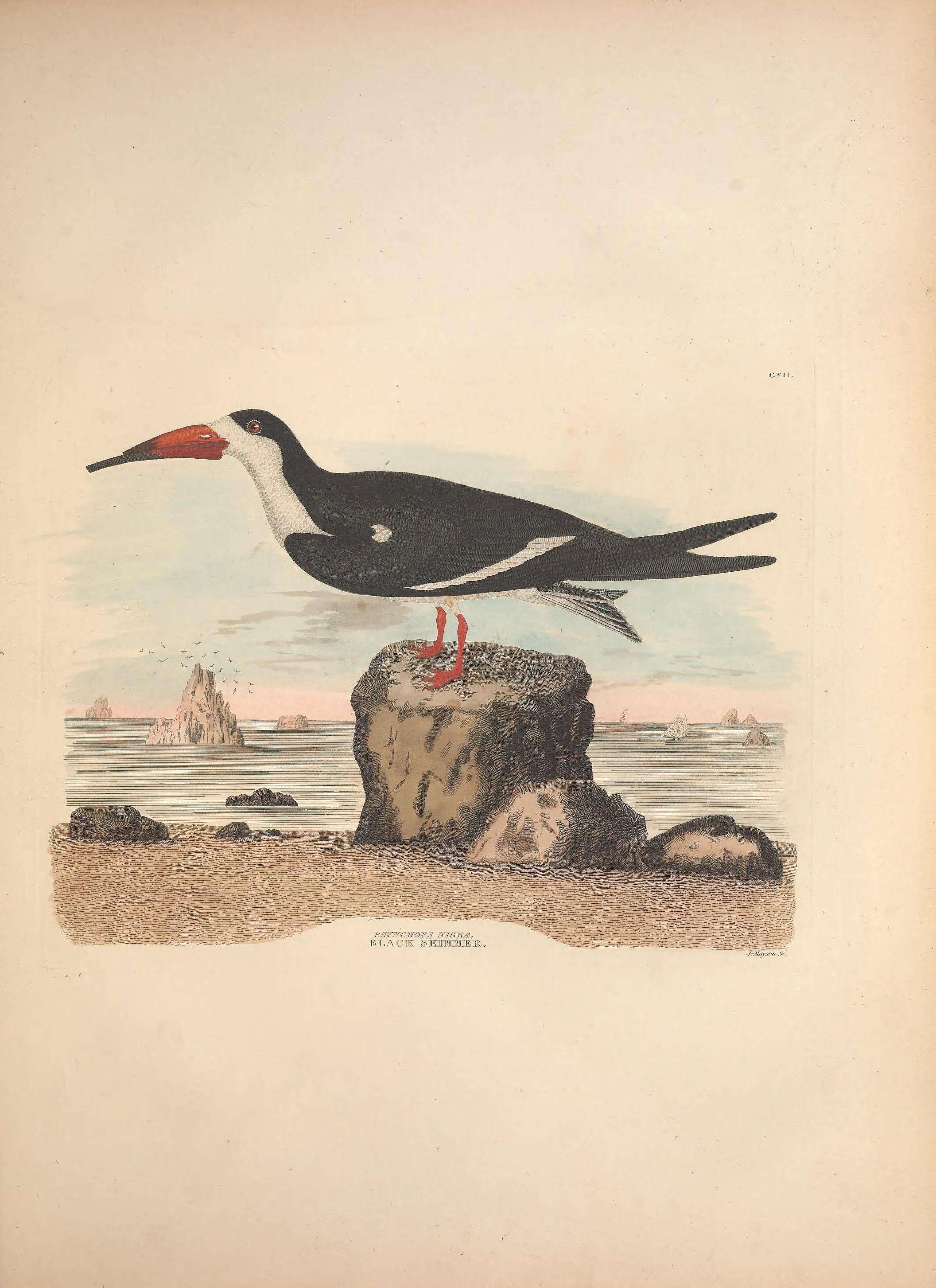 Image of Rynchops Linnaeus 1758