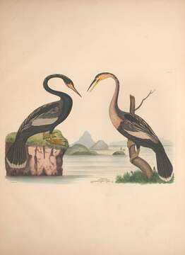 Plancia ëd Anhinga anhinga (Linnaeus 1766)