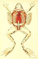 Image of frogs and toads