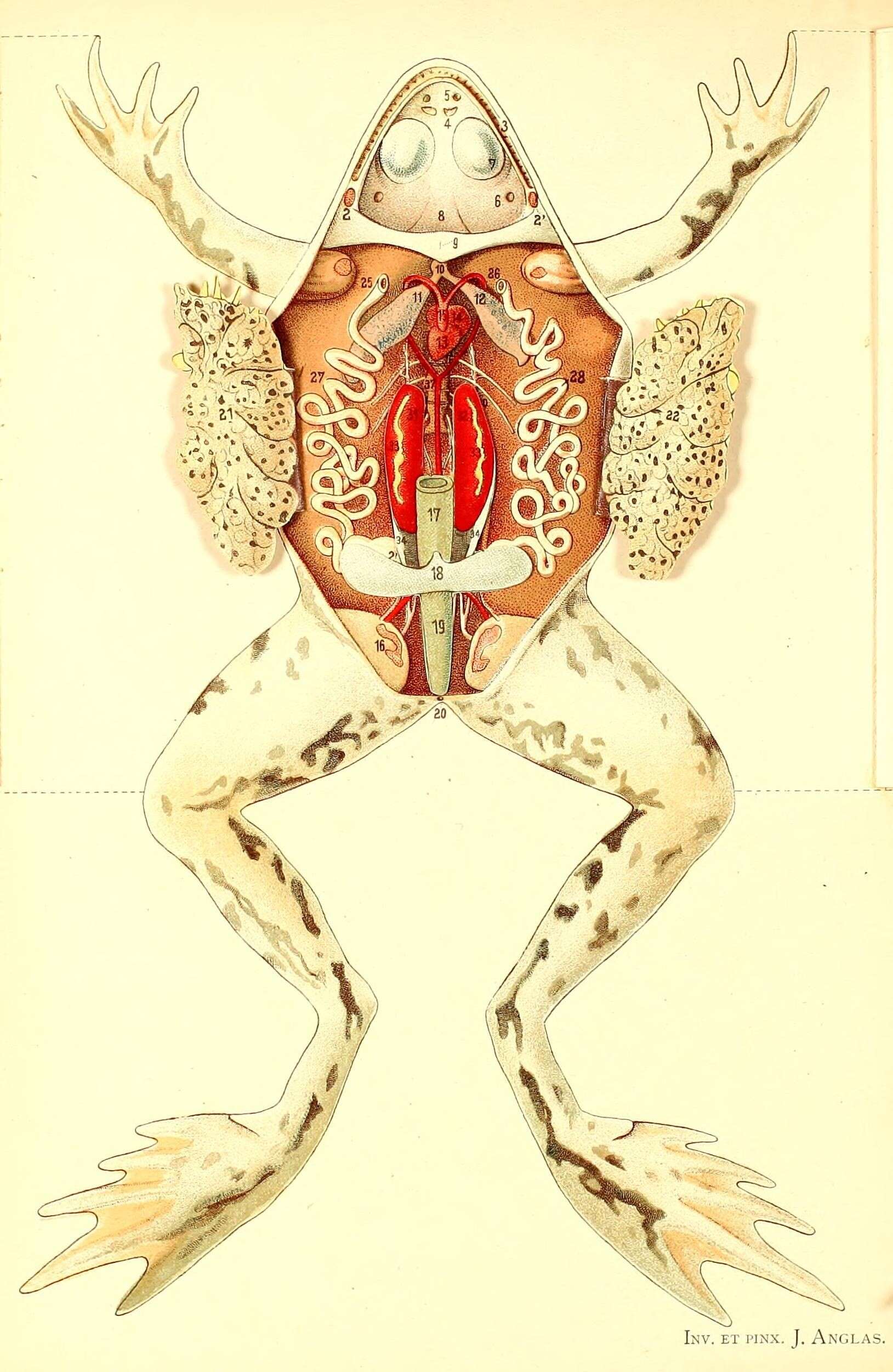 Image of frogs and toads