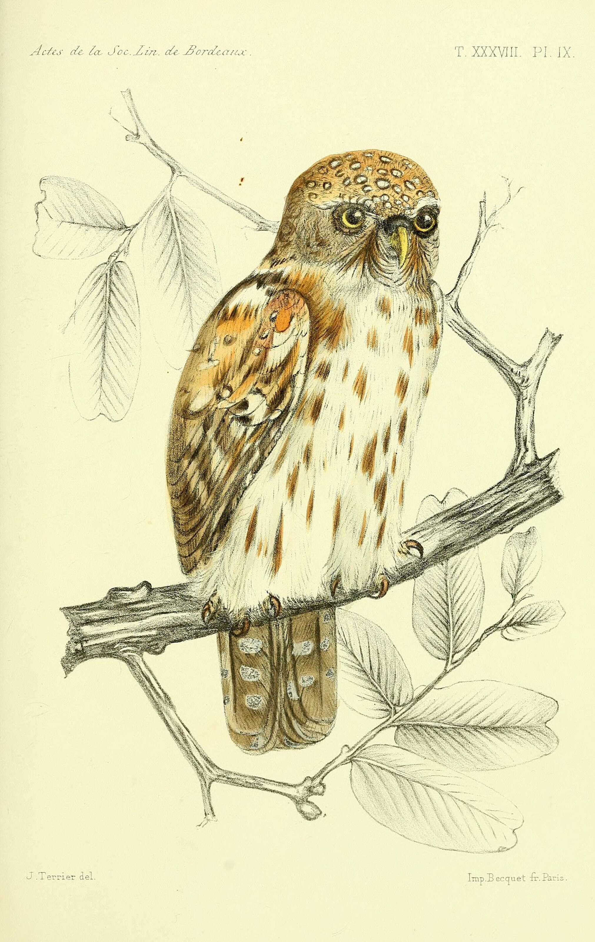 Image of Pearl-spotted Owlet