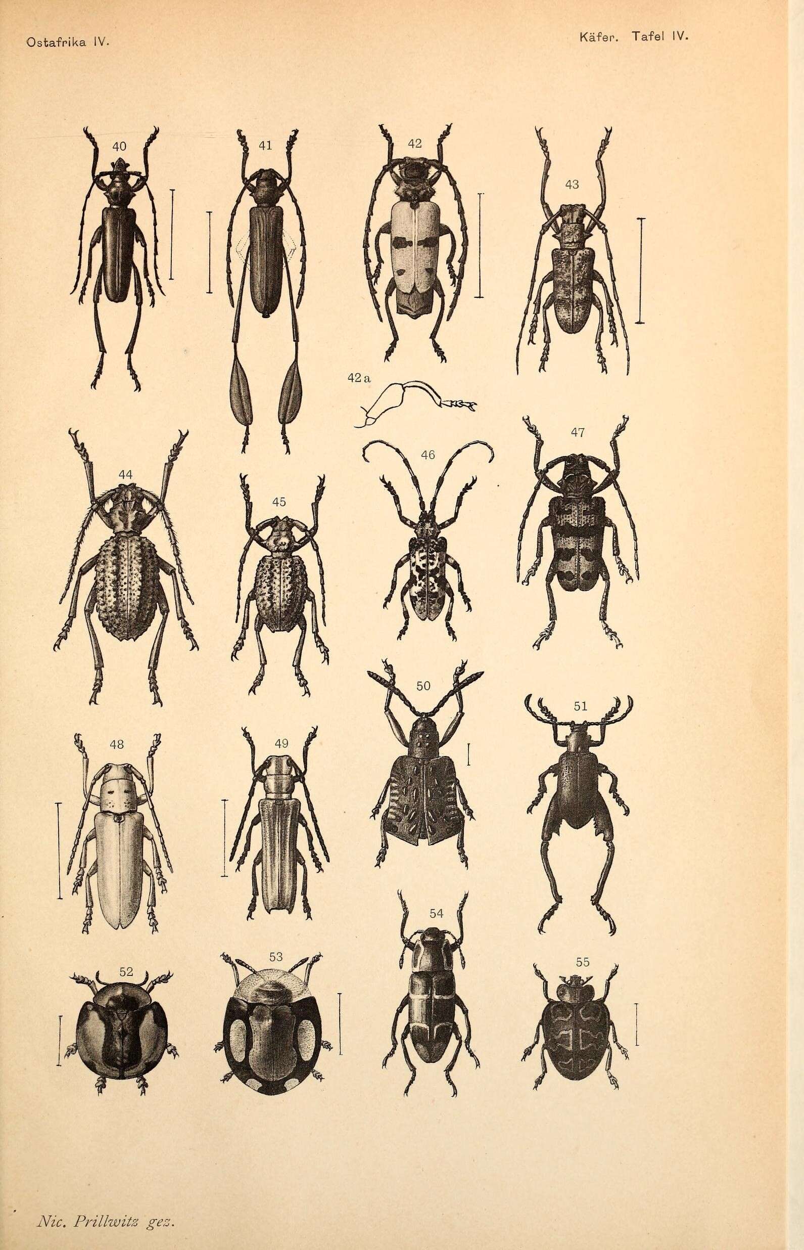 Image of Philematium calcaratum debilis (Kolbe 1894)