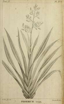 Image of New Zealand flax