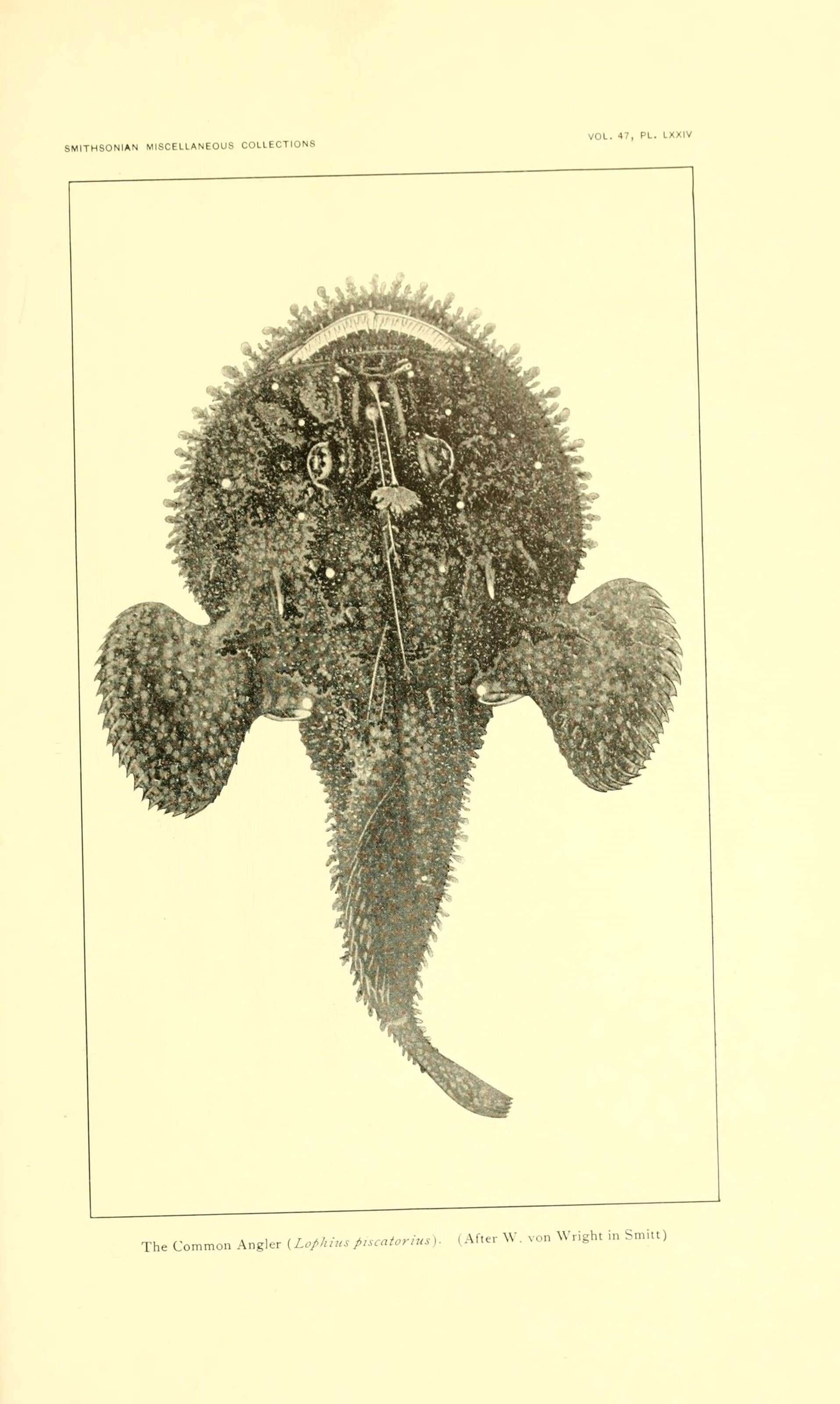 Imagem de Lophius piscatorius Linnaeus 1758