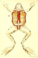 Image of frogs and toads