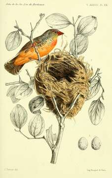 Image of Orange-breasted Waxbill