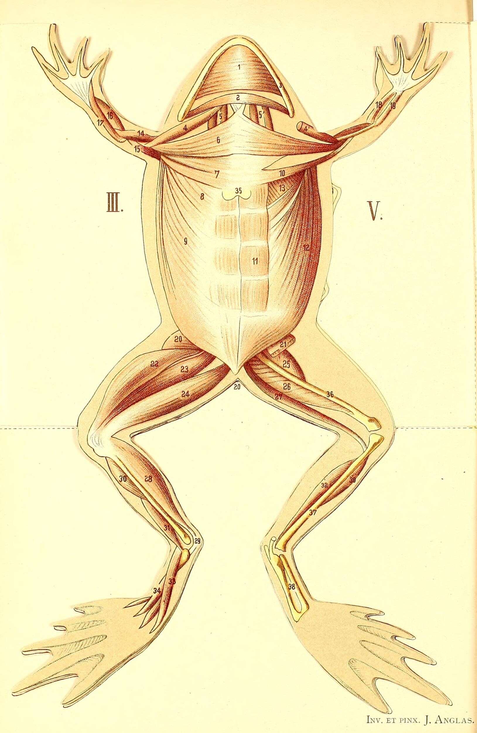 Image of frogs and toads