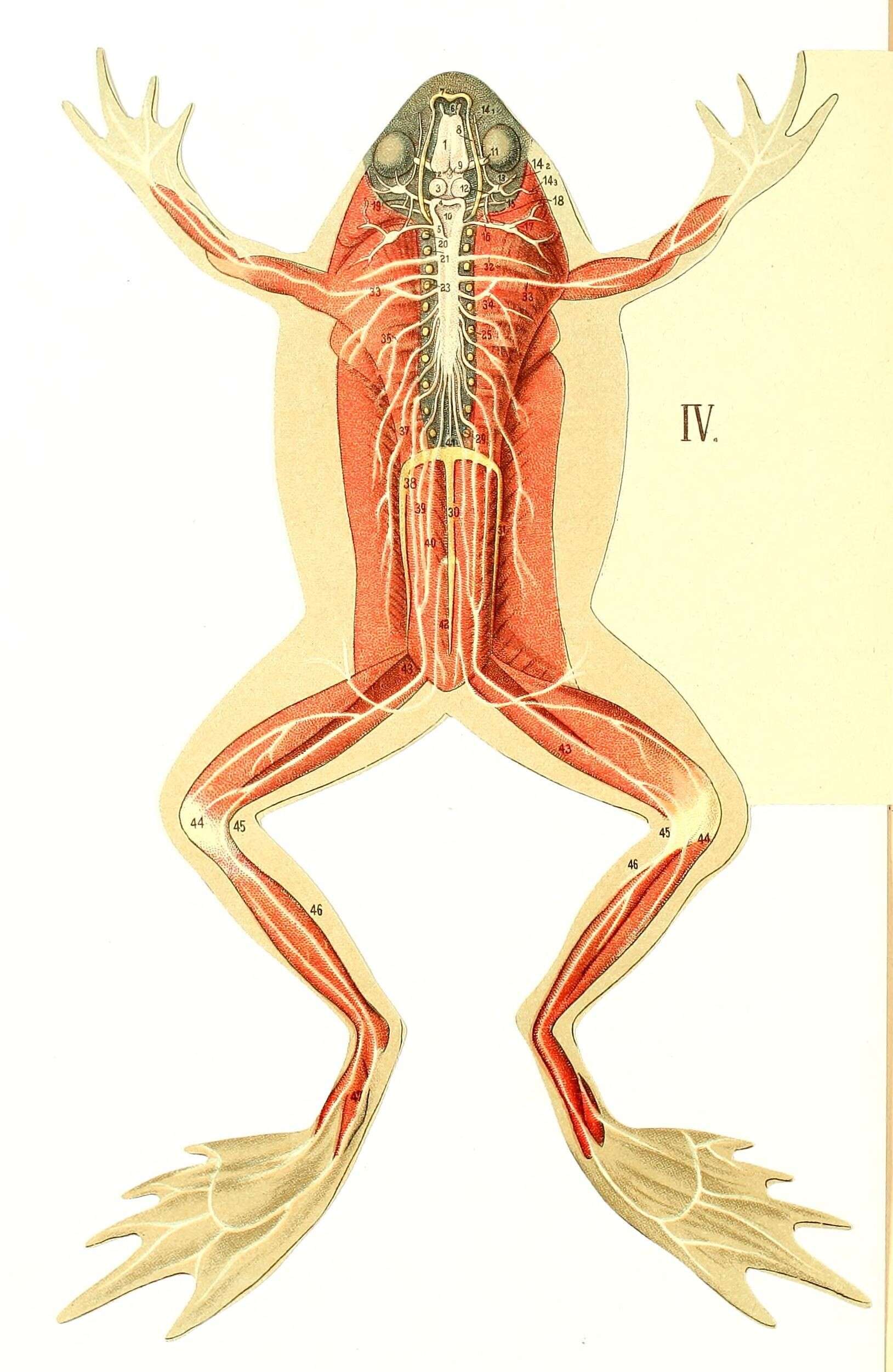 Image of frogs and toads