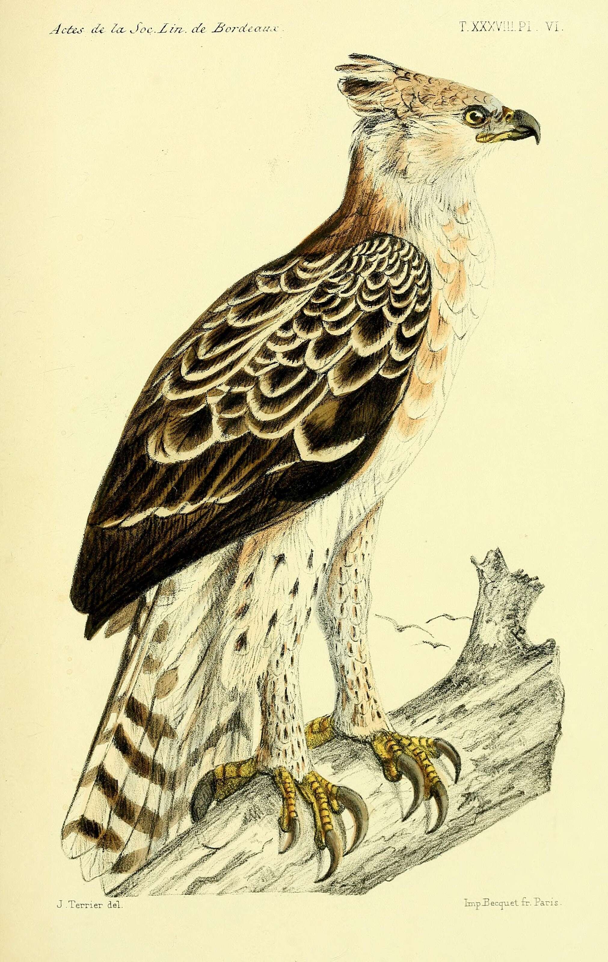 Image of Stephanoaetus Sclater & WL 1922