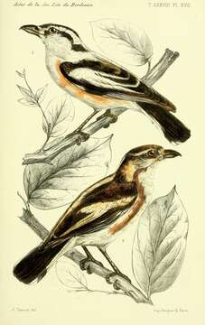 Image of Nilaus Swainson 1827