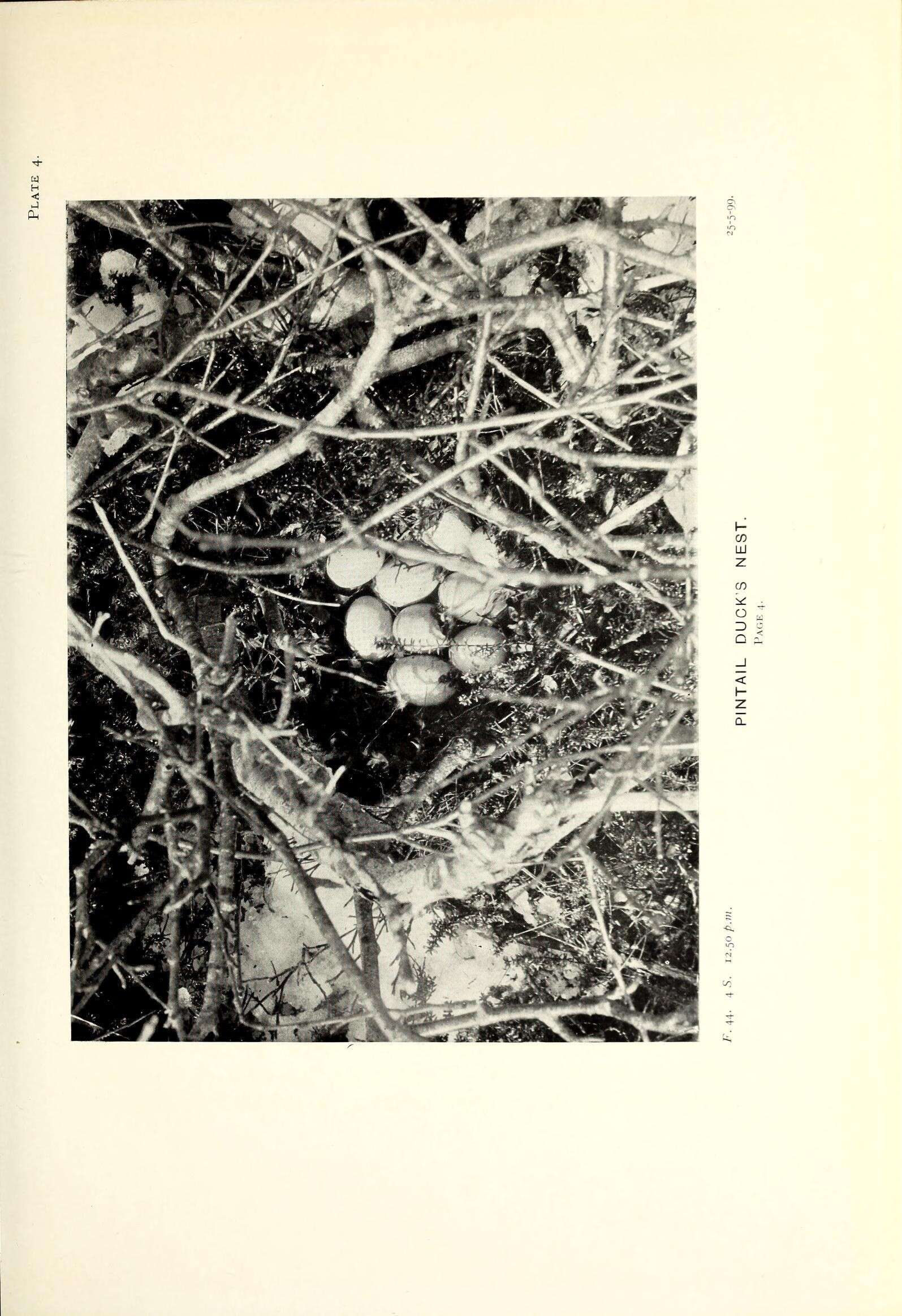 Image of pintail, northern pintail