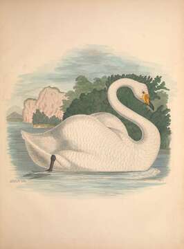 Image of Bewick's Swan