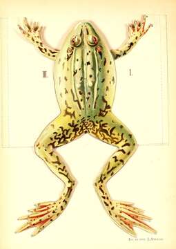 Image of frogs and toads