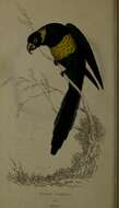 Слика од Barnardius Bonaparte 1854