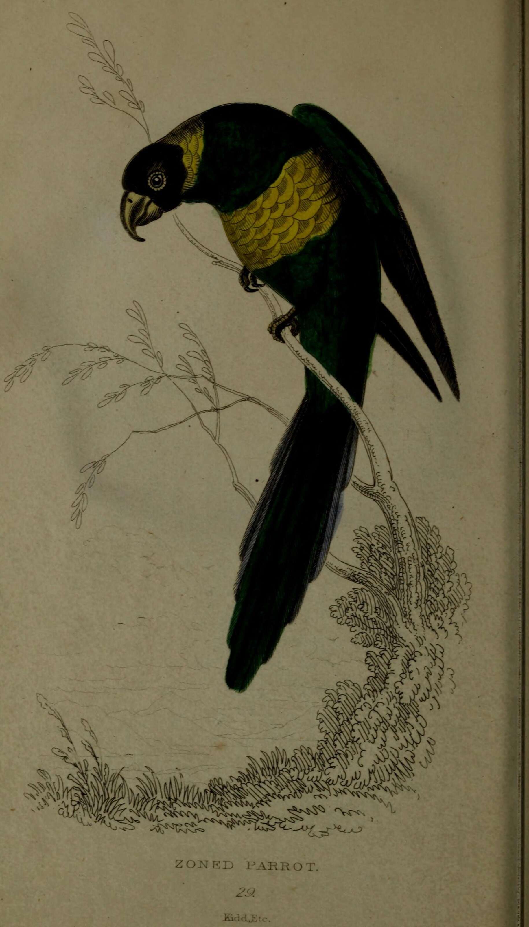 Слика од Barnardius Bonaparte 1854