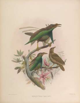 Image of Semioptera Gray & GR 1859