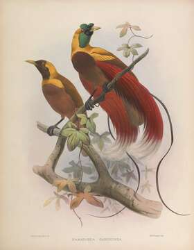 Image of Red Bird-of-Paradise